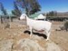 LOT 136 1X WIT DORPER OOI/EWE TROMP CILLIERS WITDORPERS - FLOCK - 2