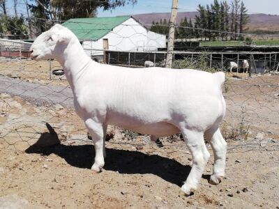 LOT 59 1X WIT DORPER RAM TROMP CILLIERS WITDORPERS - STOET