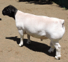 LOT 11 1X DORPER RAM IZAK NEL DORPERS - T5