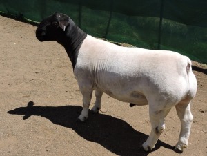 LOT 12 1X DORPER RAM IZAK NEL DORPERS - KUDDE