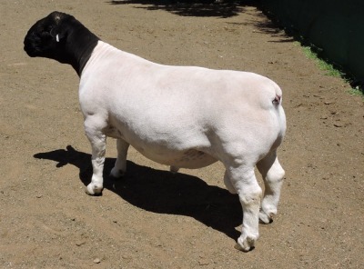 LOT 13 1X DORPER RAM IZAK NEL DORPERS - STUD