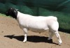 LOT 168 1X DORPER RAM IZAK NEL DORPERS