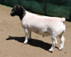 LOT 14 1X DORPER RAM IZAK NEL DORPERS - STUD