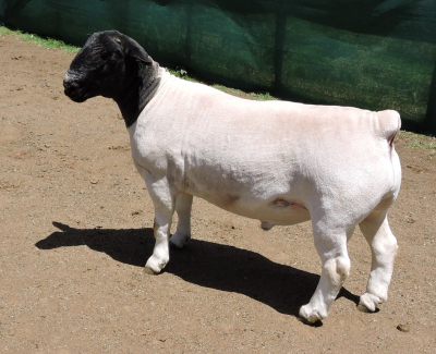 LOT 14 1X DORPER RAM IZAK NEL DORPERS - STUD