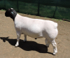 LOT 15 1X DORPER RAM IZAK NEL DORPERS FLOCK