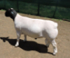 LOT 15 1X DORPER RAM IZAK NEL DORPERS FLOCK