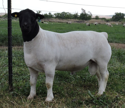 LOT 167 1X DORPER RAM IZAK NEL DORPERS