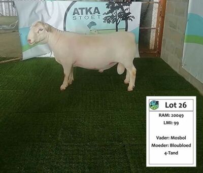 LOT 26 1X WIT DORPER RAM ATKA WITDORPERS - STUD