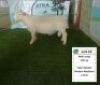 LOT 26 1X WIT DORPER RAM ATKA WITDORPERS - STUD