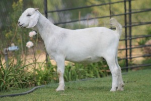 LOT 30 1X SAVANNA OOI/EWE RED RIBBON - LIVESTOCK 88 84