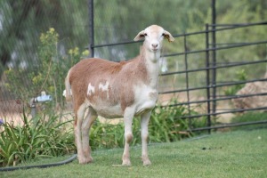 LOT 39 1X MEATMASTER OOI/EWE LIVESTOCK 88 84