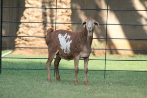 LOT 29 1X PERSIE OOI/EWE LIVESTOCK 88 84