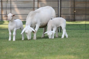 LOT 40 1+2X WIT DORPER OOI/EWE LIVESTOCK 88 84