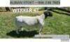 LOT 111 1X DORPER RAM ALBIAN DORPERSTOET - T5 - 2