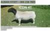 LOT 112 1X DORPER RAM ALBIAN DORPERSTOET - T5 - 2