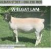LOT 44 1X DORPER OOI/EWE ALBIAN DORPERSTOET - STUD - 2