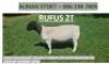 LOT 113 1X DORPER RAM ALBIAN DORPERSTOET - FLOCK - 2