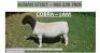 LOT 114 1X DORPER RAM ALBIAN DORPERSTOET - FLOCK - 2