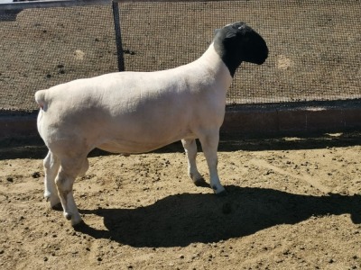 LOT 101 1X DORPER RAM DIRK STEENKAMP DORPERS - FLOCK