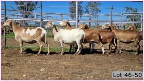 LOT 47K 1X MEATMASTER OOI/EWE - PREGNANT