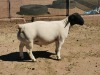 LOT 105 1X DORPER RAM DIRK STEENKAMP DORPERS - KUDDE