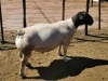 LOT 102 1X DORPER RAM DIRK STEENKAMP DORPERS - STUD