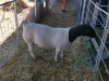 LOT 104 1X DORPER RAM DIRK STEENKAMP DORPERS - FLOCK