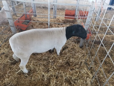 LOT 190 1X DORPER RAM DIRK STEENKAMP DORPERS - FLOCK