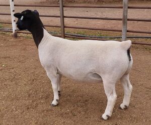 LOT 13 1+1X DORPER OOI/EWE ML PHILLIPS - T5