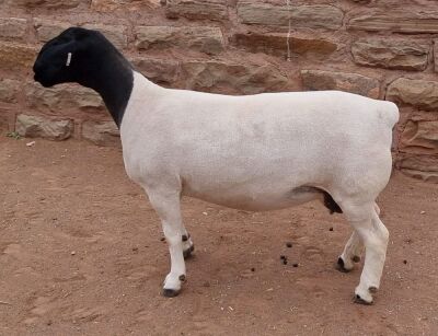 LOT 14 1X DORPER OOI/EWE ML PHILLIPS - T5