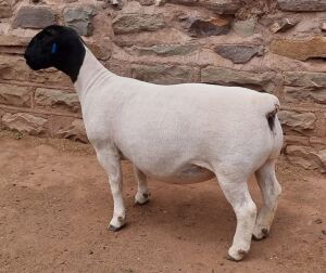 LOT 116 1X DORPER OOI/EWE ML PHILLIPS - T5