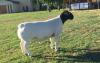 LOT 51 1X DORPER RAM JH MARITZ T5 - 2