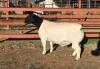 LOT 53 1X DORPER RAM JH MARITZ SR - STUD