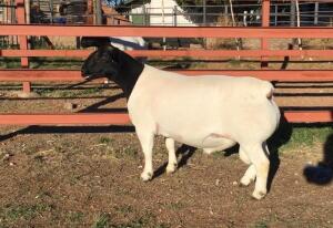 LOT 53 1X DORPER RAM JH MARITZ SR - STUD