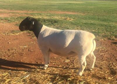 LOT 52 1X DORPER RAM JH MARITZ SR - T5