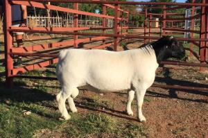 LOT 54 1X DORPER RAM JH MARITZ SR - STUD