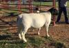 LOT 54 1X DORPER RAM JH MARITZ SR - STUD - 2