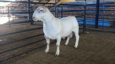 LOT 86 1X WITDORPER RAM JH - STUD