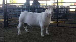 LOT 87 1X WITDORPER RAM JH MARITZ SR - STUD