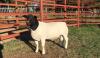 LOT 55 1X DORPER RAM JH MARITZ SR - FLOCK