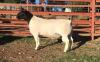 LOT 55 1X DORPER RAM JH MARITZ SR - FLOCK - 2