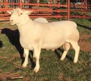 LOT 88 1X WITDORPER RAM JH MARITZ SR - FLOCK