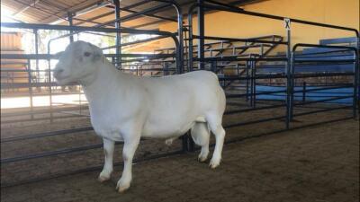 LOT 90 1X WITDORPER RAM JH MARITZ SR - FLOCK