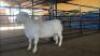 LOT 90 1X WITDORPER RAM JH MARITZ SR - FLOCK