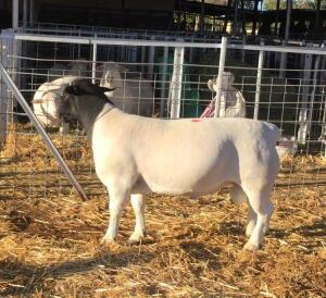 LOT 175 1X DORPER RAM JH MARITZ SR - FLOCK