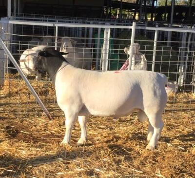 LOT 175 1X DORPER RAM JH MARITZ SR - FLOCK