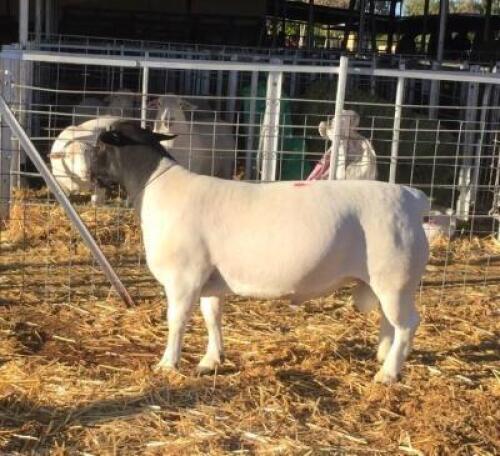 LOT 175 1X DORPER RAM JH MARITZ SR - FLOCK
