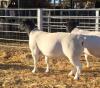 LOT 175 1X DORPER RAM JH MARITZ SR - FLOCK - 2