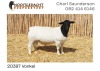 LOT 6 1X DORPER RAM NOOITGEDACHT DORPERS - T5