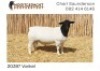 LOT 6 1X DORPER RAM NOOITGEDACHT DORPERS - T5
